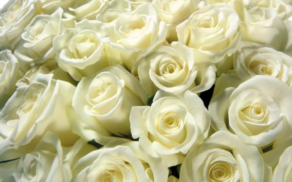 白玫瑰代表什么意思-花语-有什么寓意