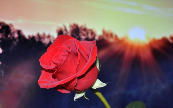 红玫瑰花语是什么意思